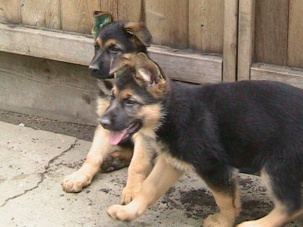 puppypictures.jpg