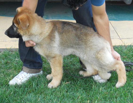 sablezentrapuppy.jpg